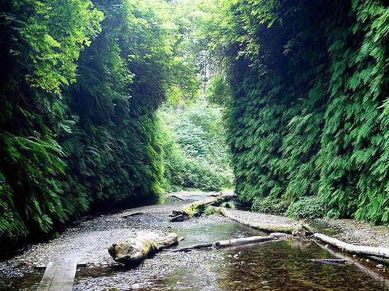 Fern Canyon